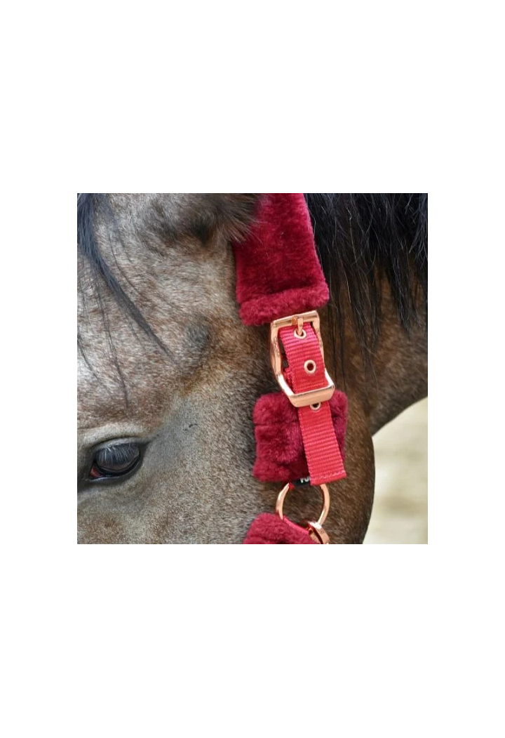 Kantar START Teddy RoseGold