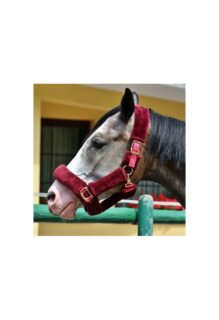 Kantar START Teddy RoseGold