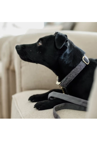 Obroża dla psa KENTUCKY Wool