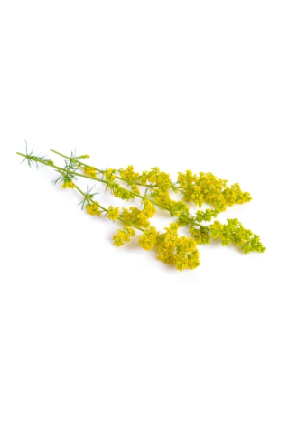 Przytulia właściwa EQUIHERBS ziele EKO-torba 1000g