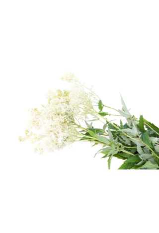 Wiązówka błotna EQUIHERBS 1000g