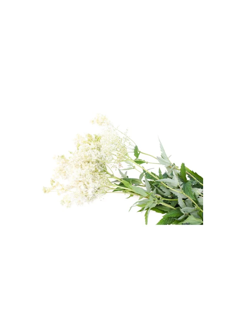 Wiązówka błotna EQUIHERBS 1000g