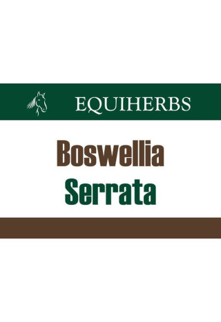 Boswellia serrata EQUIHERBS proszek 500g