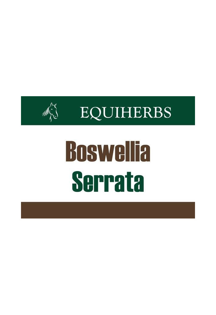 Boswellia serrata EQUIHERBS proszek 500g
