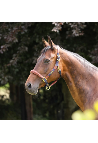 Kantar skórzany SHIRES Velociti Lusso