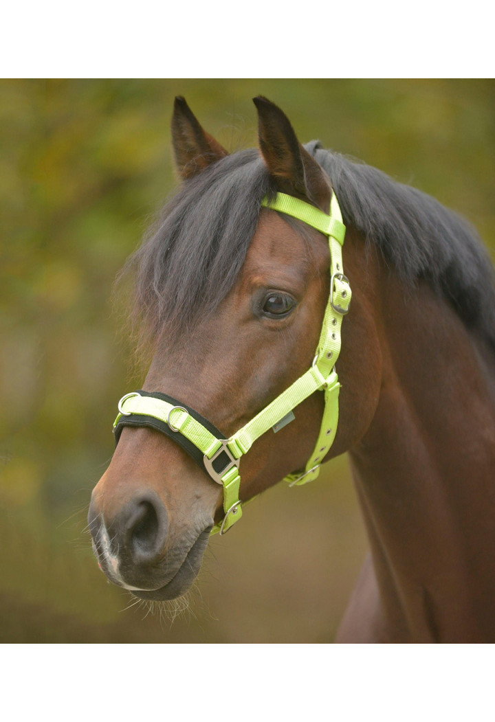 Kawecan WALDHAUSEN Economic