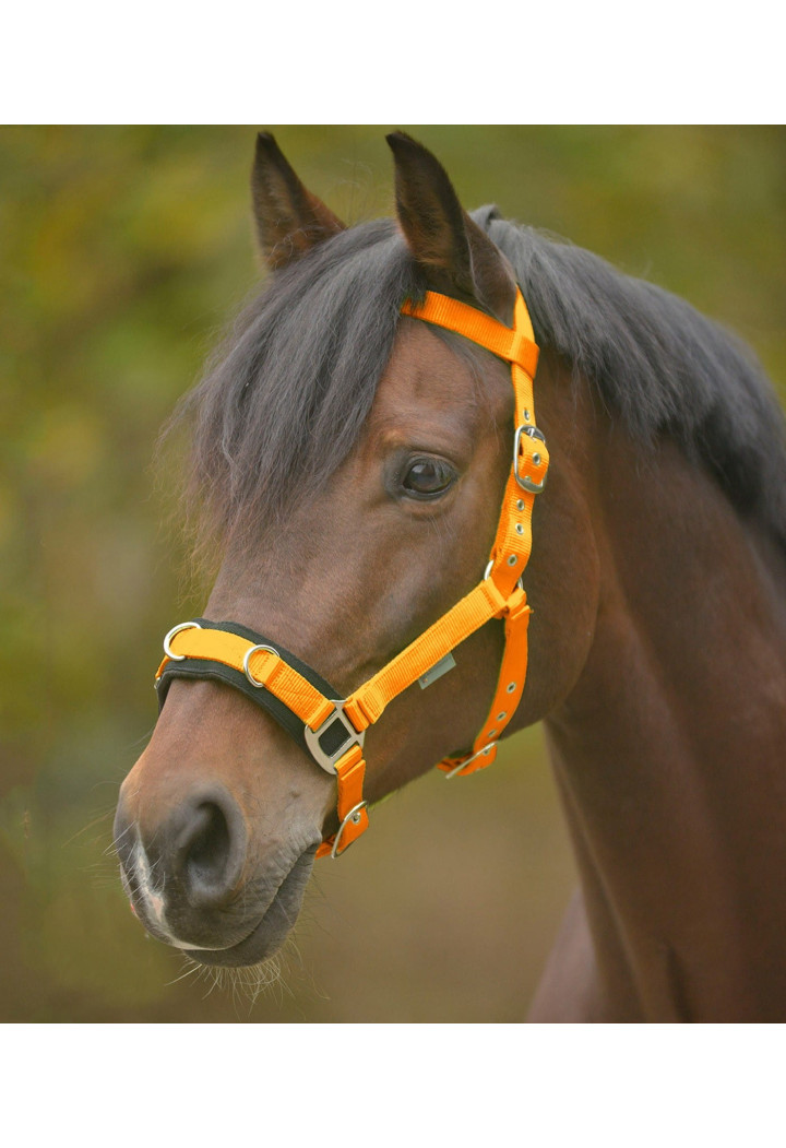 Kawecan WALDHAUSEN Economic