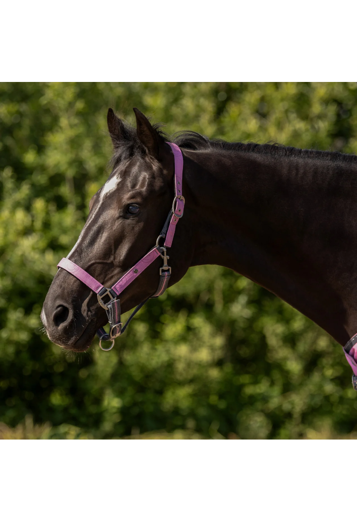 Kantar z uwiązem QHP Collection wiosna/lato 2026