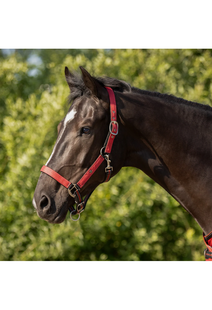 Kantar z uwiązem QHP Collection wiosna/lato 2026