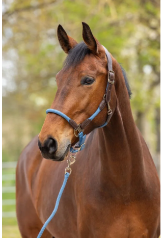 Kantar COVALLIERO Cordano Delux wiosna/lato 2026