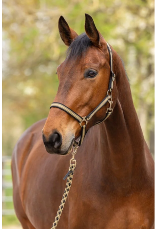 Kantar COVALLIERO Hippo wiosna/lato 2026