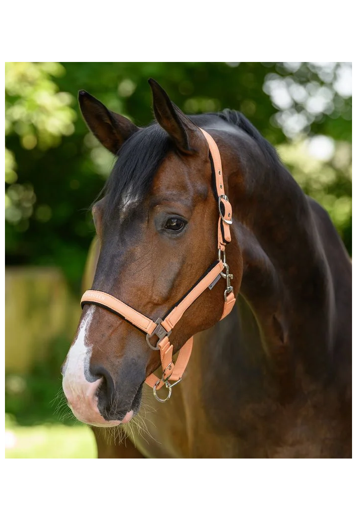 Kantar WALDHAUSEN Athletic wiosna/lato 2026