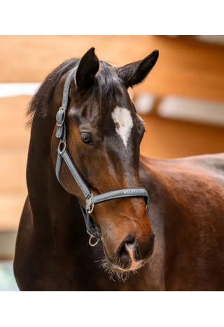 Kantar WALDHAUSEN Athletic wiosna/lato 2026