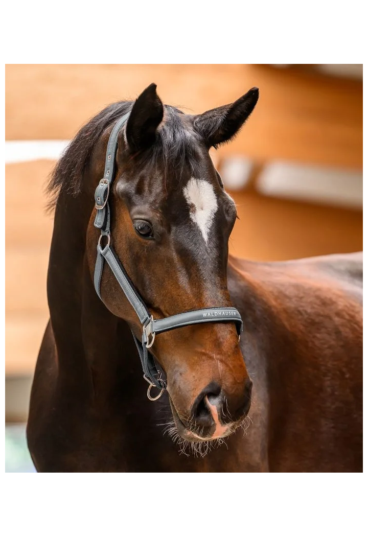 Kantar WALDHAUSEN Athletic wiosna/lato 2026