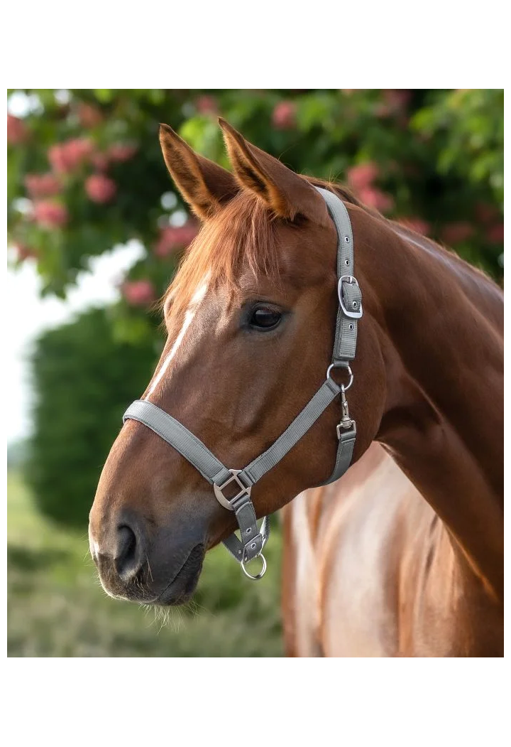 Kantar WALDHAUSEN Satin