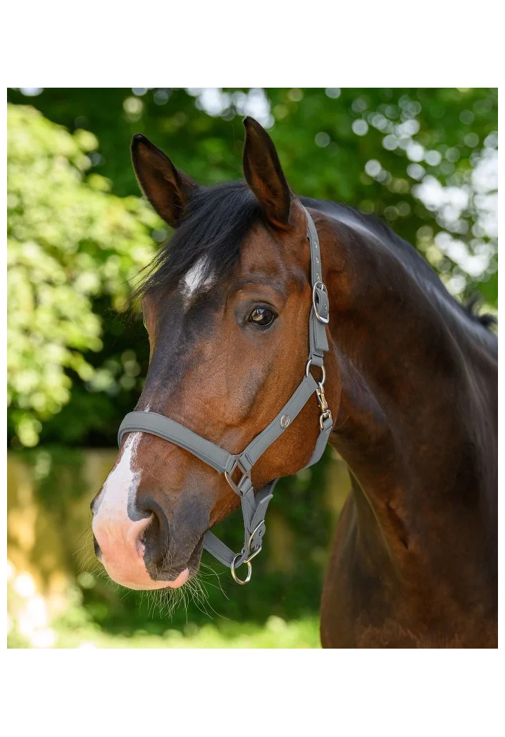 Kantar WALDHAUSEN Trinidad wiosna/lato 2026