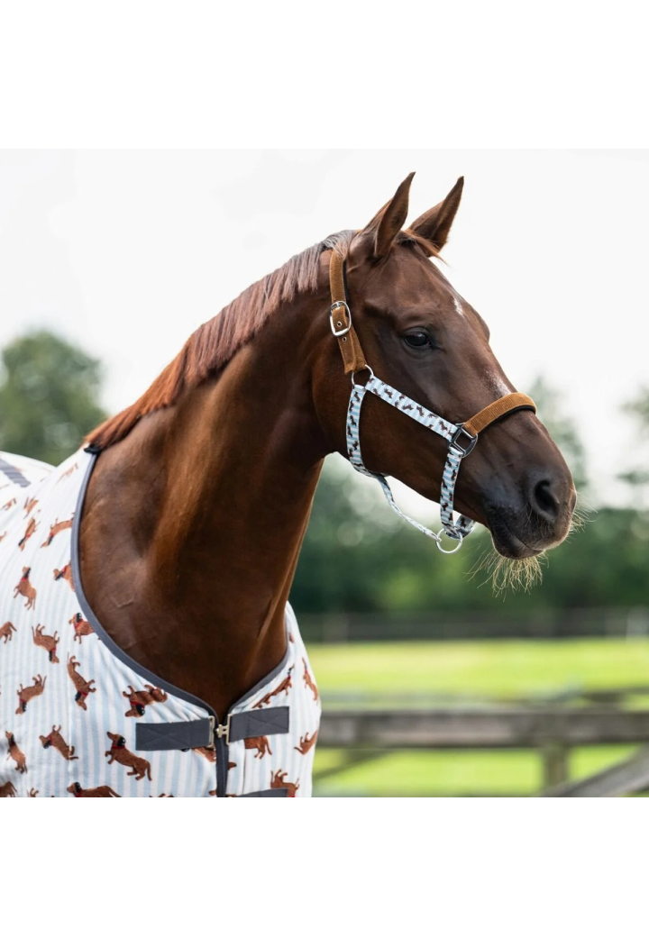 Kantar z uwiązem QHP Dachshund