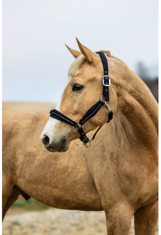 Kantar START PremiumDiamonds