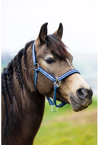 Kantar START ZariSilverMini