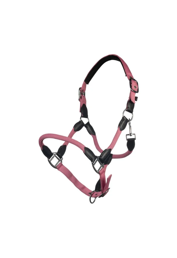 Kantar HKM Carlotta