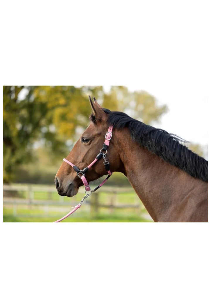 Kantar HKM Carlotta