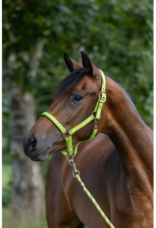 Kantar COVALLIERO Mustang