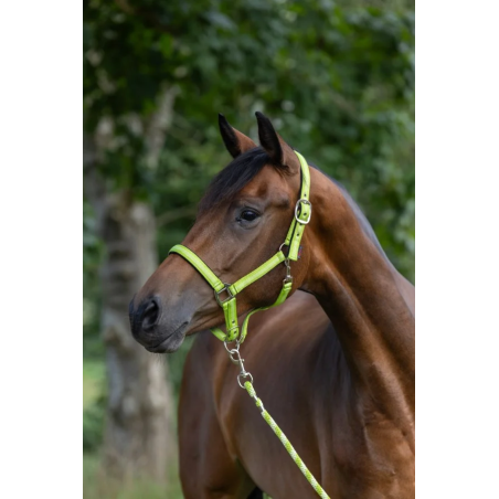 Kantar COVALLIERO Mustang