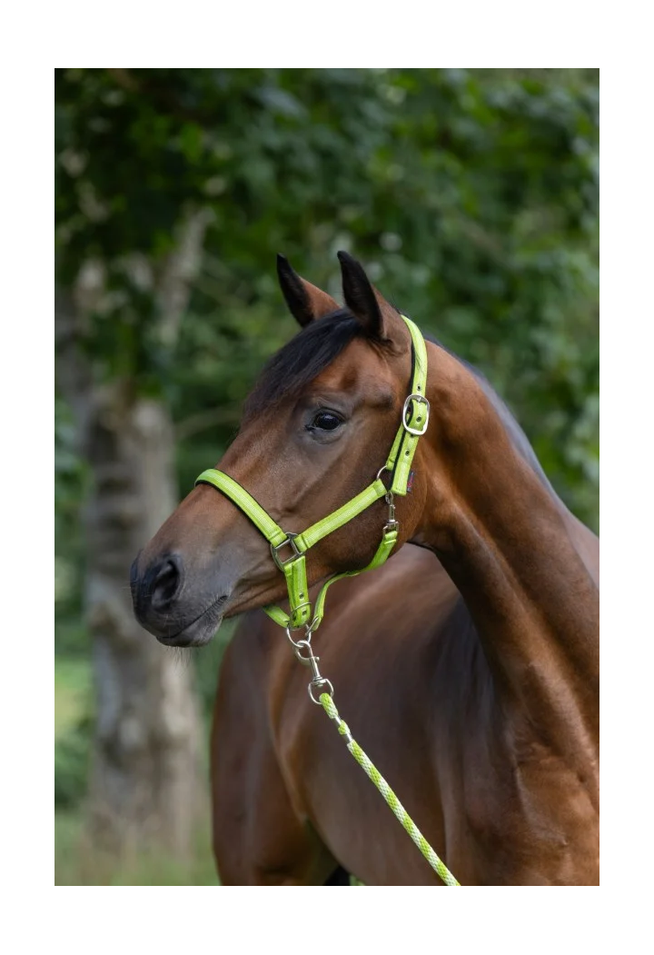Kantar COVALLIERO Mustang