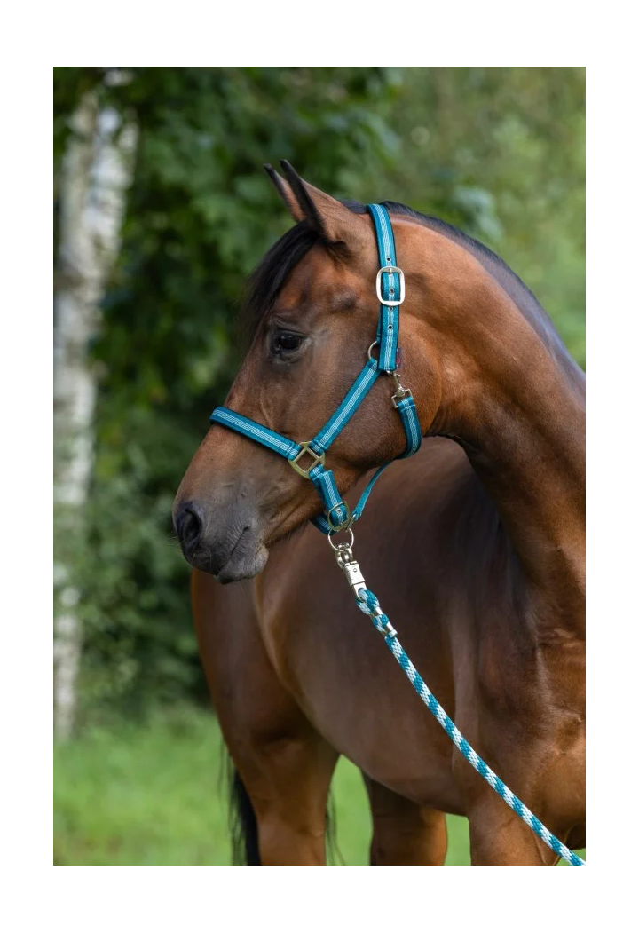Kantar COVALLIERO Mustang