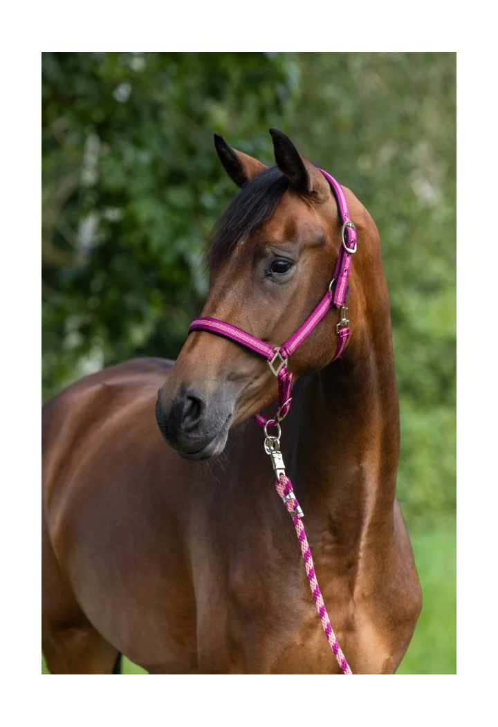 Kantar COVALLIERO Mustang