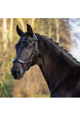 Ogłowie PresTEQ FaySport BlackPearl