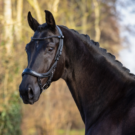 Ogłowie PresTEQ FaySport BlackPearl