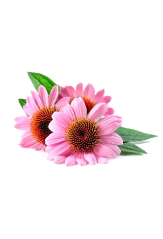 Jeżówka echinacea EQUIHERBS