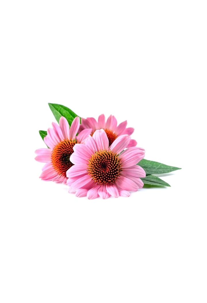 Jeżówka echinacea EQUIHERBS
