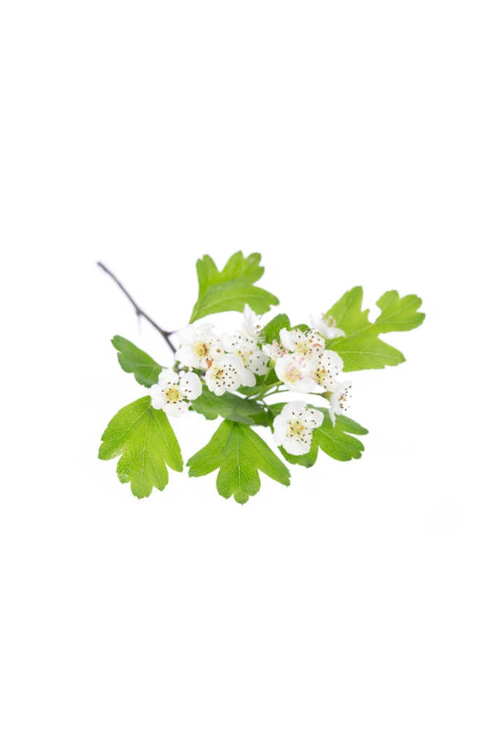 Głóg cały owoc EQUIHERBS