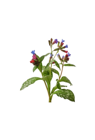 Miodunka EQUIHERBS