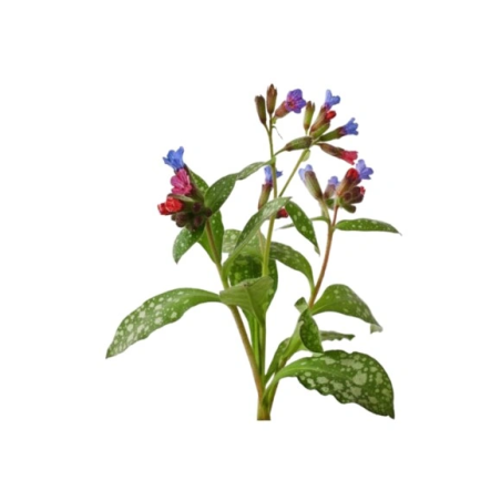 Miodunka EQUIHERBS