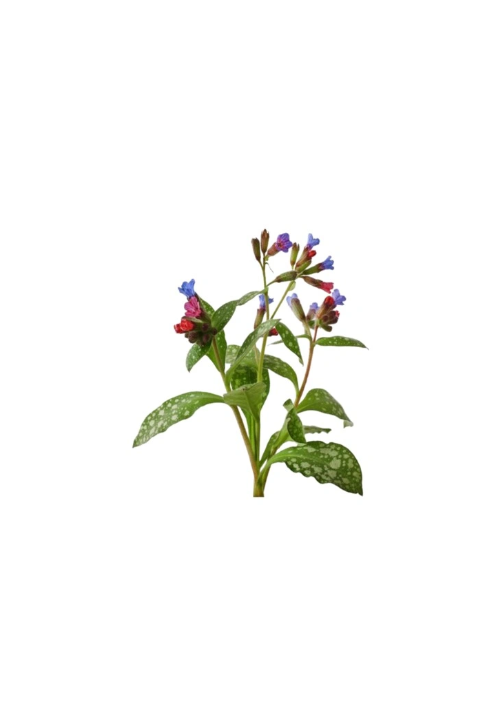 Miodunka EQUIHERBS