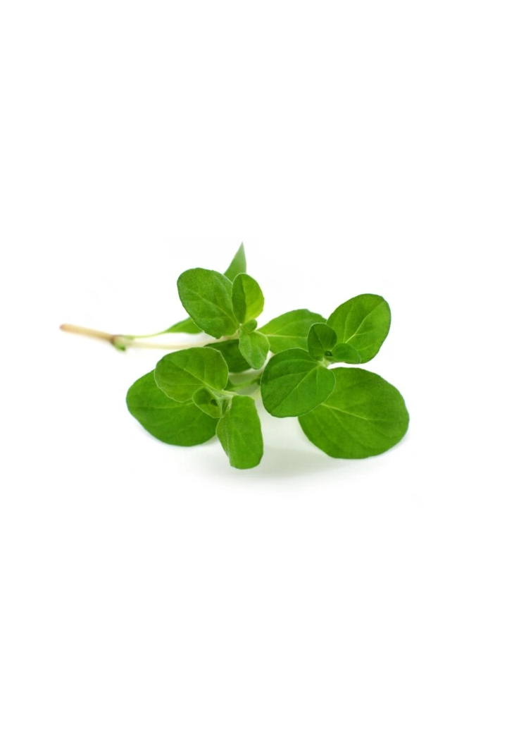 Majeranek EQUIHERBS