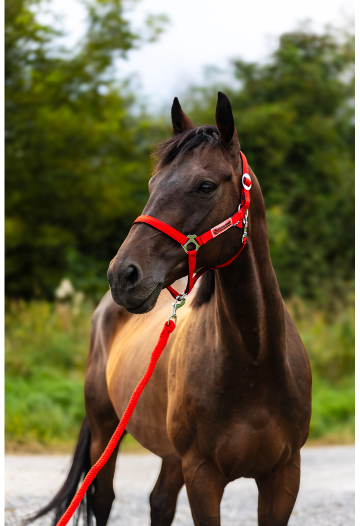 Kantar HORSE-TRADE Soft Neon