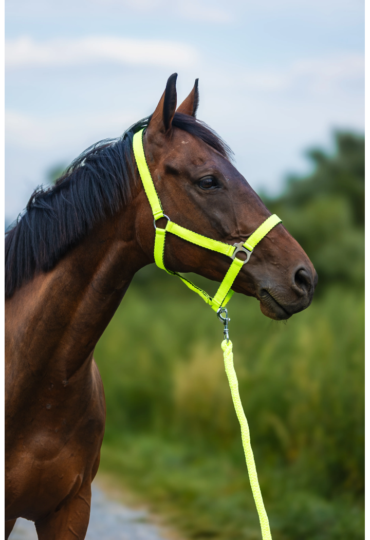Kantar HORSE-TRADE Soft Neon
