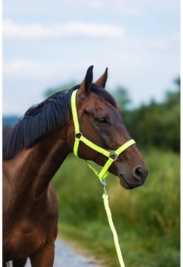 Kantar HORSE-TRADE Soft Neon