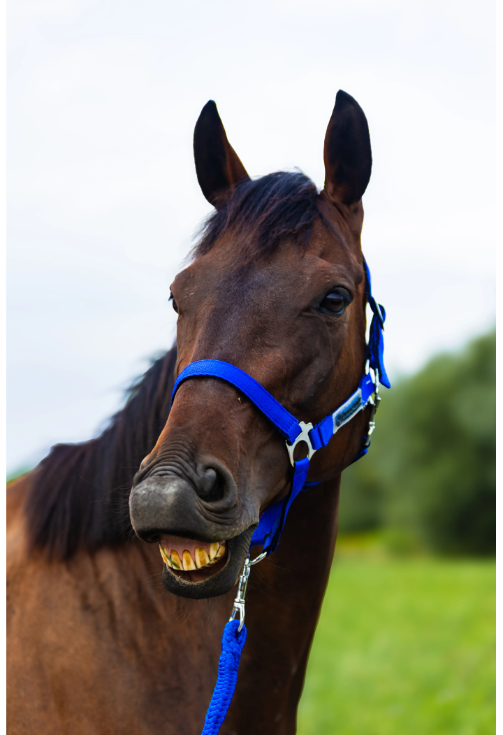 Kantar HORSE-TRADE Soft Neon