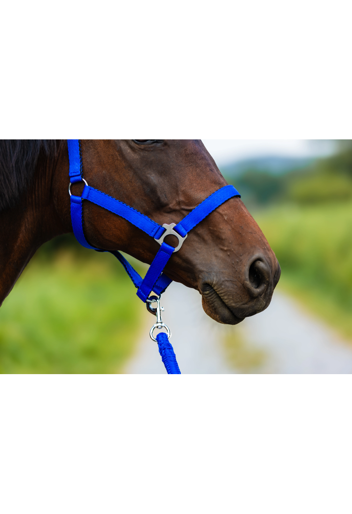 Kantar HORSE-TRADE Soft Neon