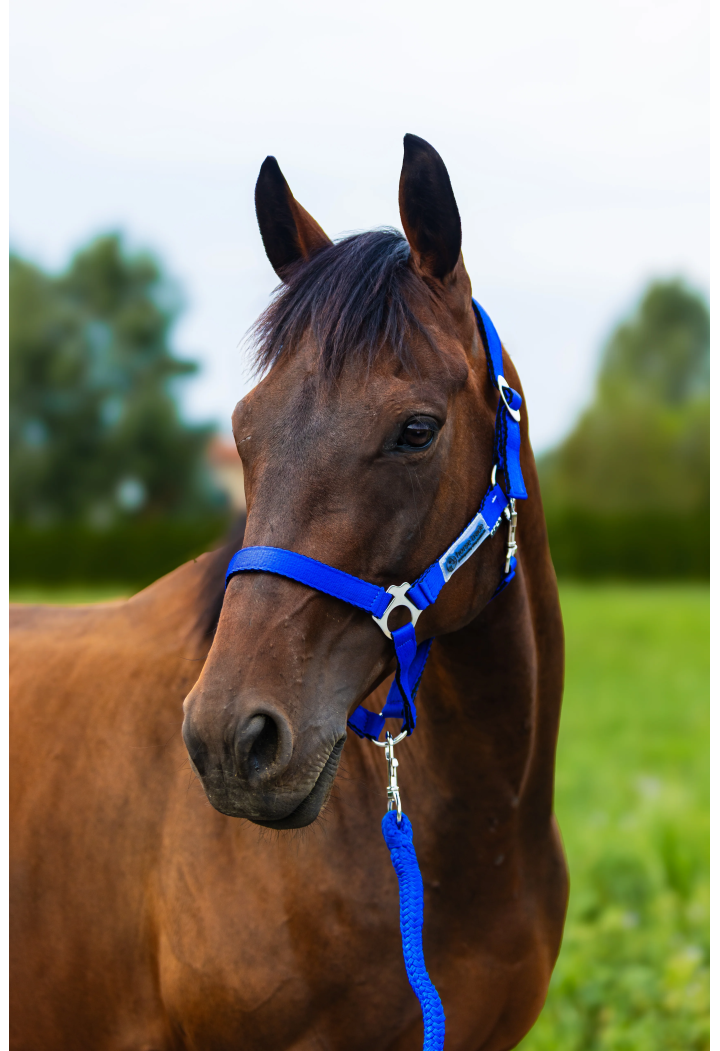 Kantar HORSE-TRADE Soft Neon