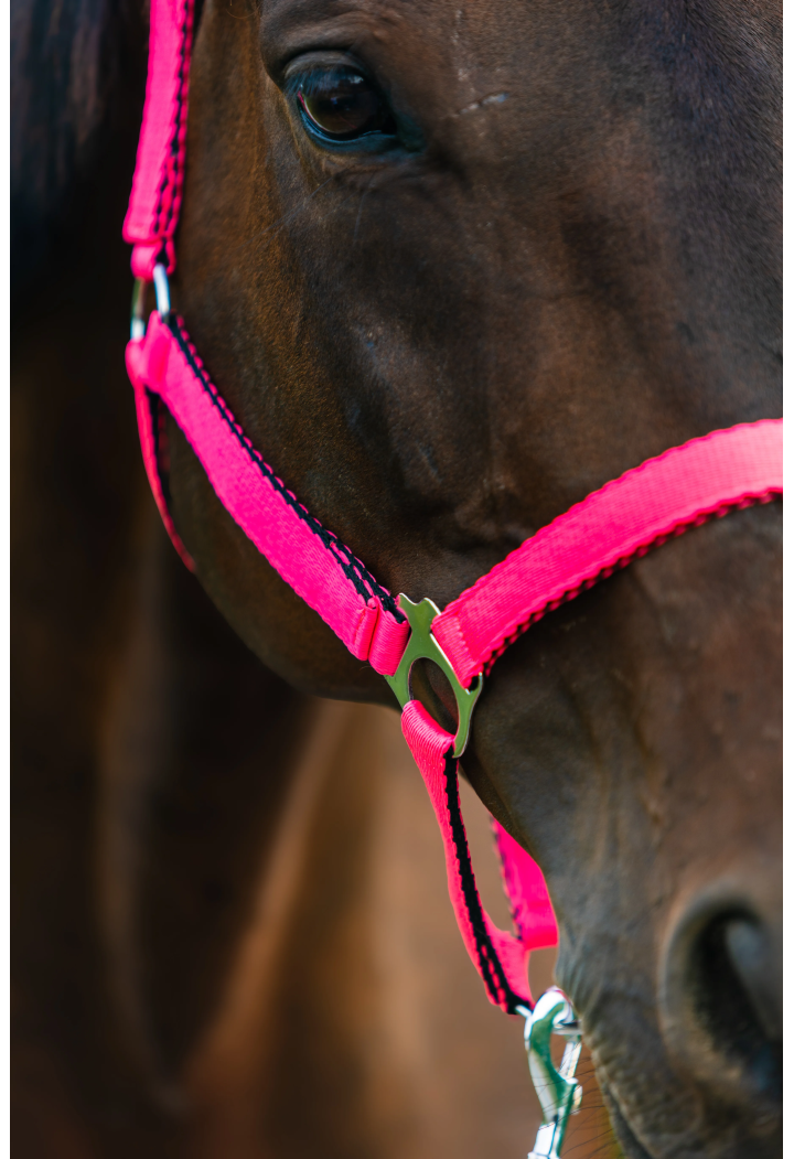 Kantar HORSE-TRADE Soft Neon