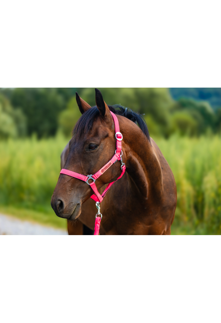 Kantar HORSE-TRADE Soft Neon
