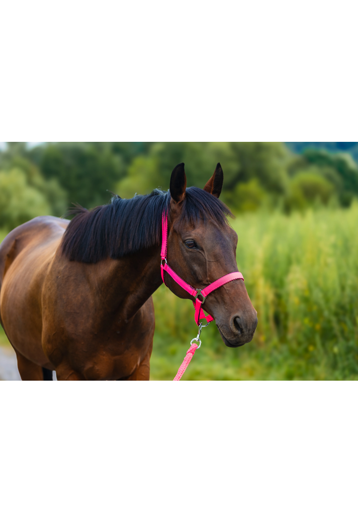 Kantar HORSE-TRADE Soft Neon