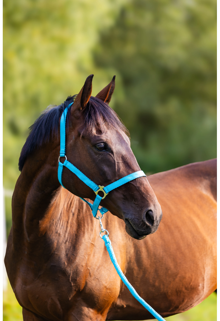 Uwiąz HORSE-TRADE Soft Neon