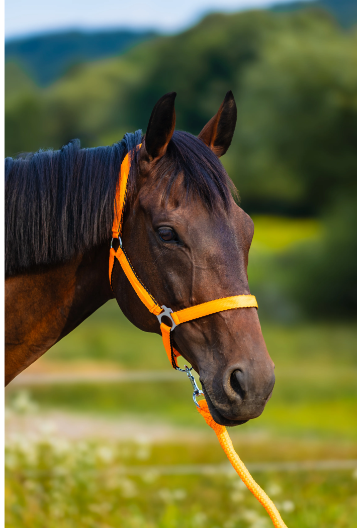 Uwiąz HORSE-TRADE Soft Neon
